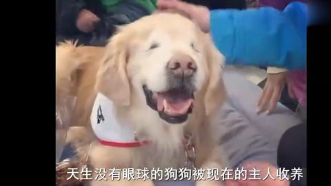 对于狗狗来说,很多事情都无法选择,能在艰难的时刻遇到最好的主人,那是一辈子的幸运!